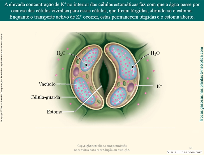 Diapositivo61