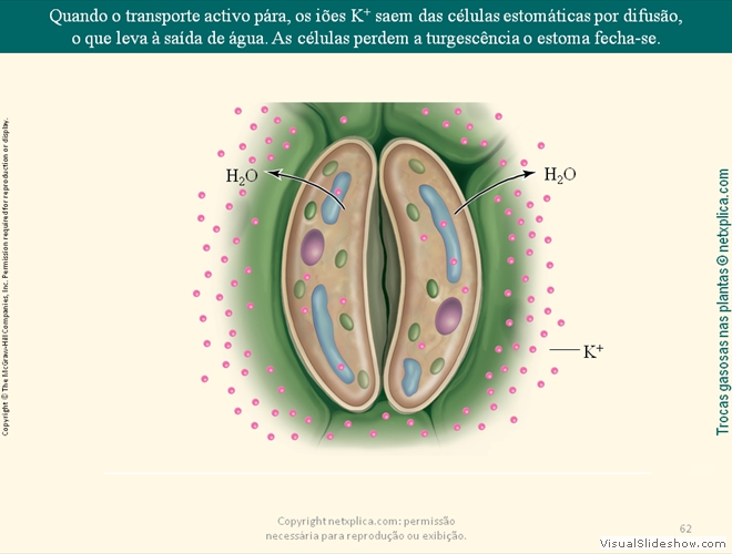 Diapositivo62