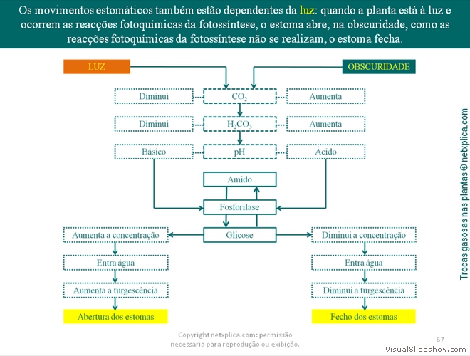 Diapositivo67