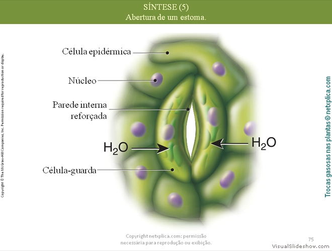 Diapositivo75