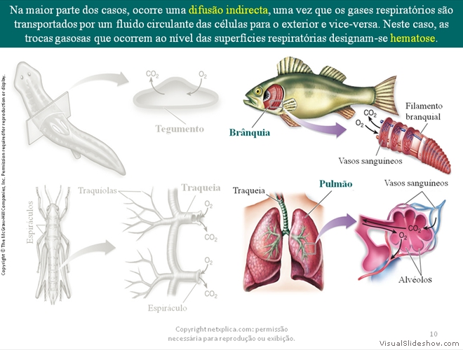 Diapositivo10