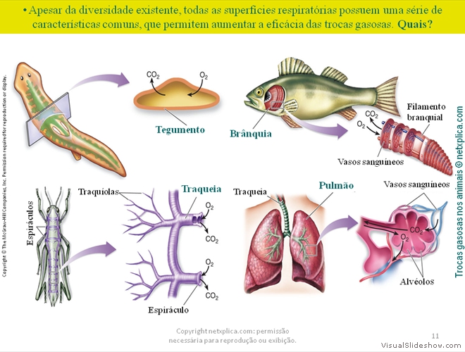 Diapositivo11