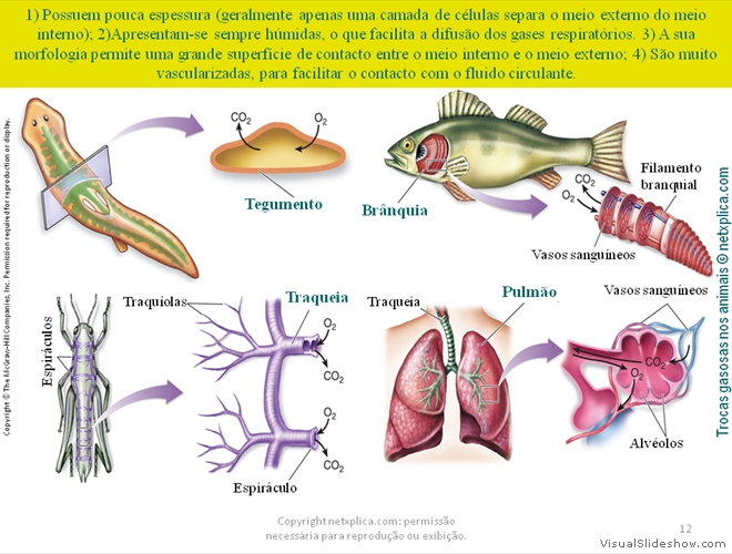 Diapositivo12