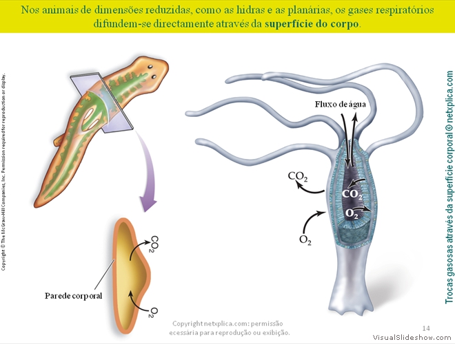 Diapositivo14