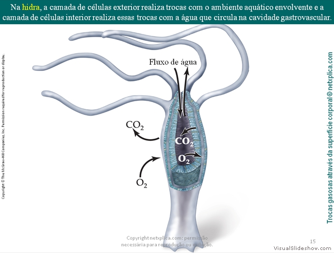 Diapositivo15