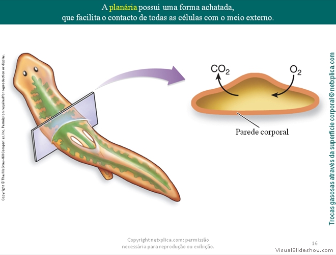 Diapositivo16