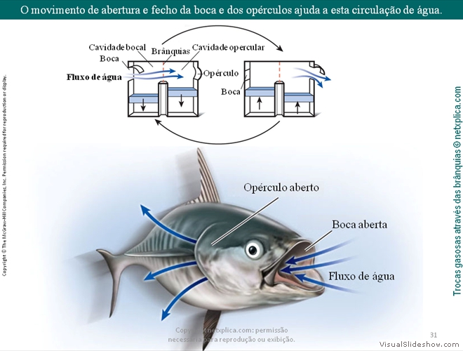 Diapositivo31