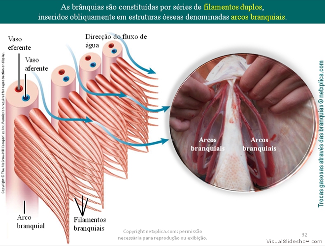 Diapositivo32