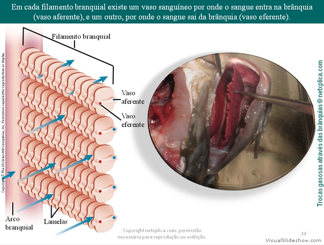 Diapositivo33