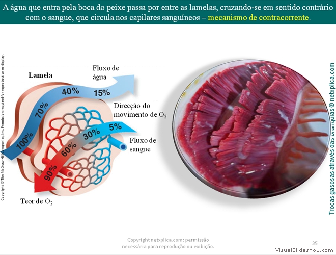 Diapositivo35