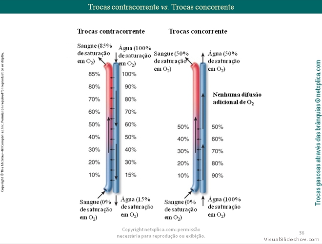 Diapositivo36