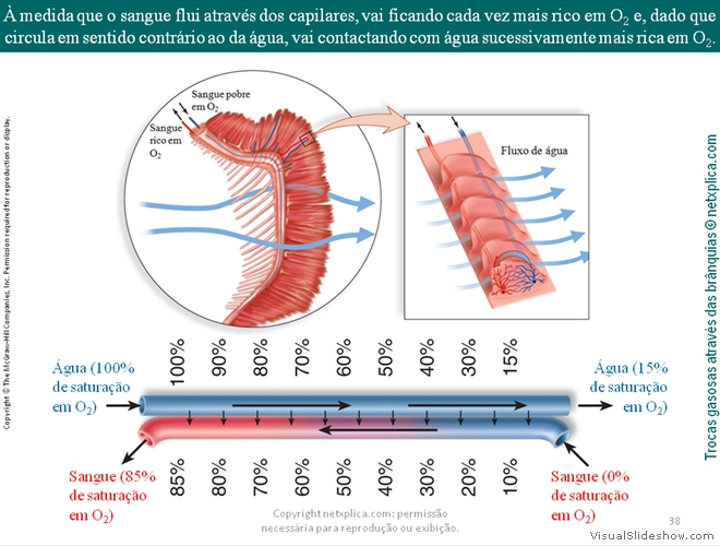 Diapositivo38