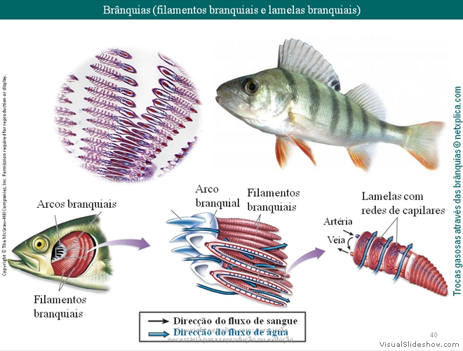 Diapositivo40