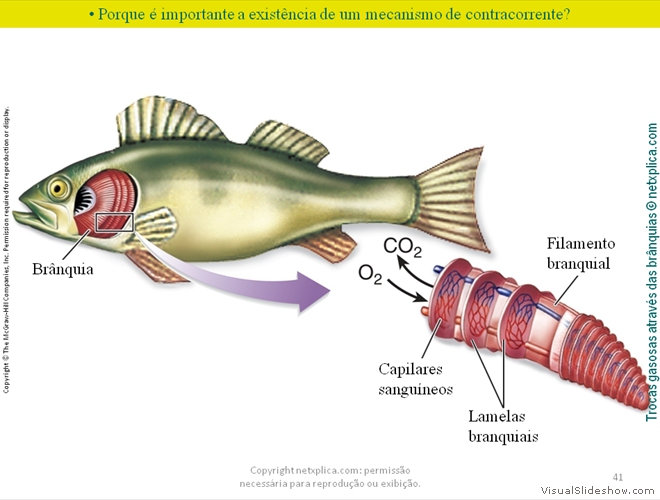 Diapositivo41