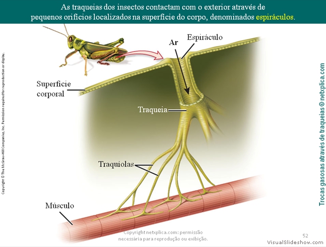 Diapositivo52