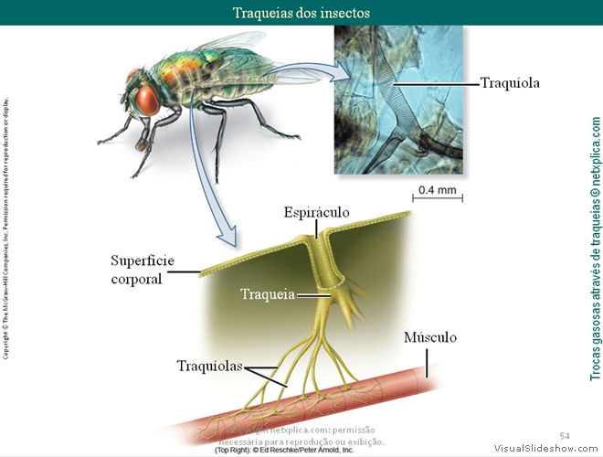 Diapositivo54