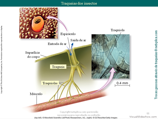 Diapositivo55