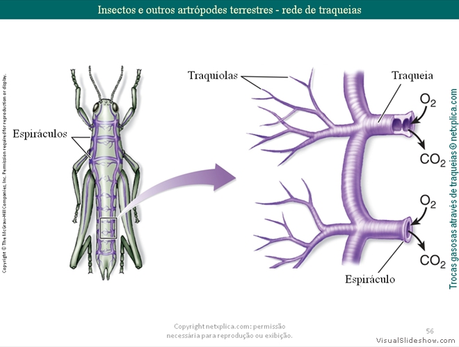 Diapositivo56