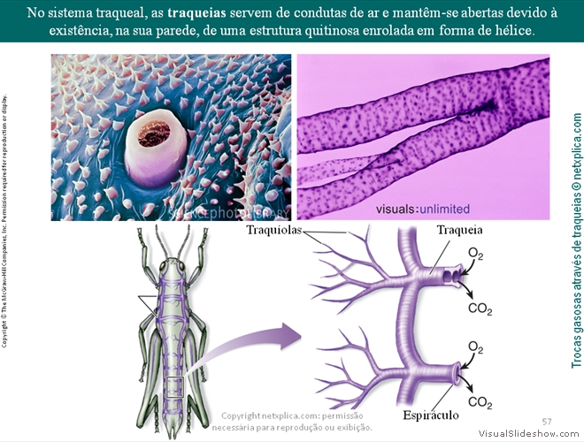 Diapositivo57