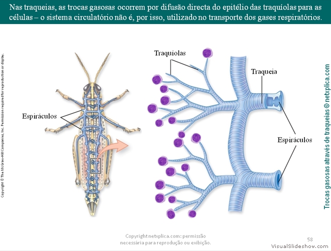 Diapositivo58