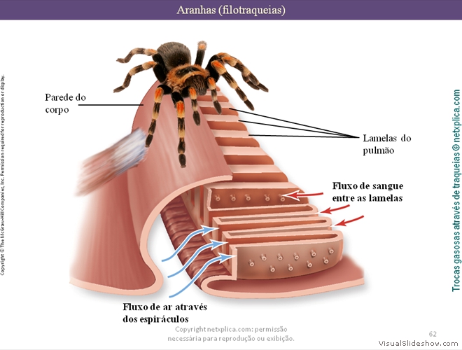 Diapositivo62