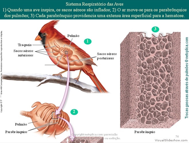 Diapositivo74