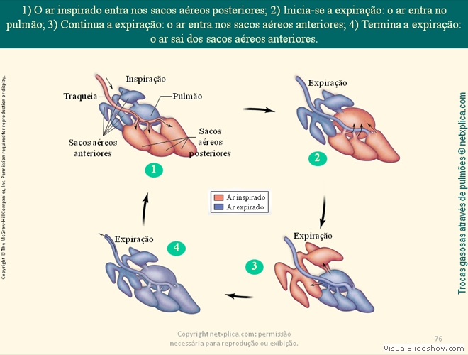 Diapositivo76