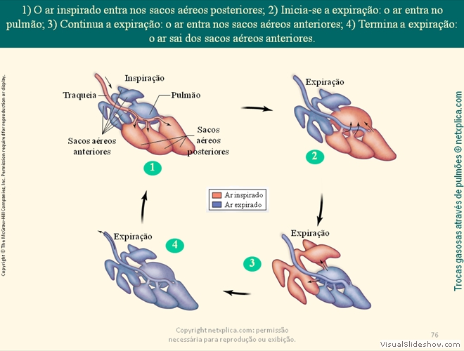 Diapositivo76