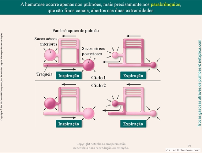 Diapositivo79