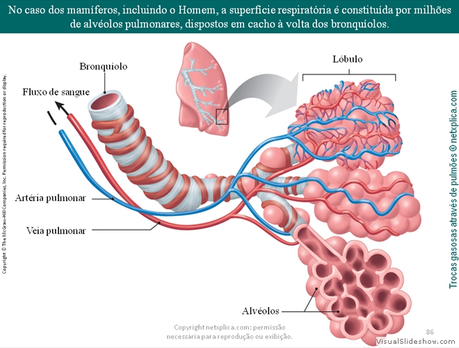 Diapositivo86