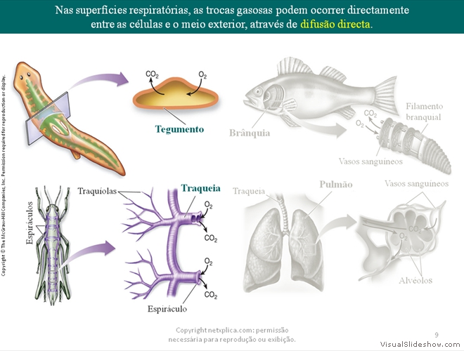 Diapositivo9