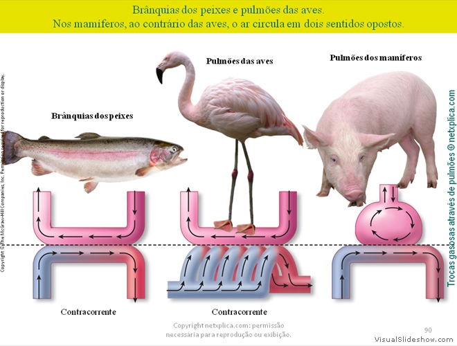 Diapositivo90