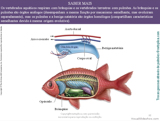 Diapositivo95