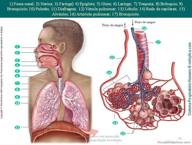 Diapositivo25