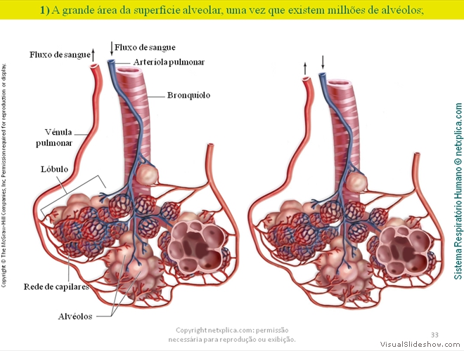 Diapositivo33