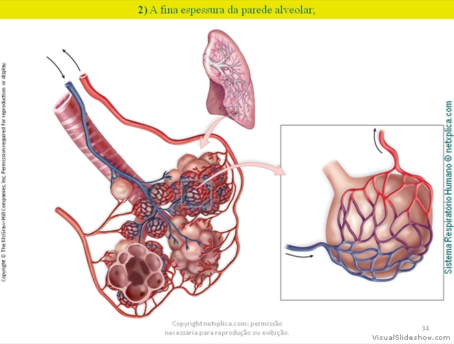 Diapositivo34