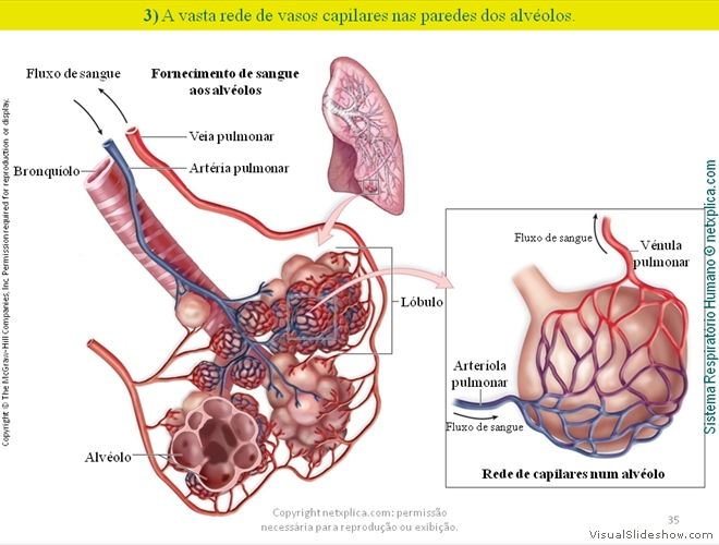 Diapositivo35