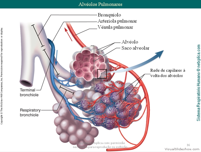 Diapositivo36