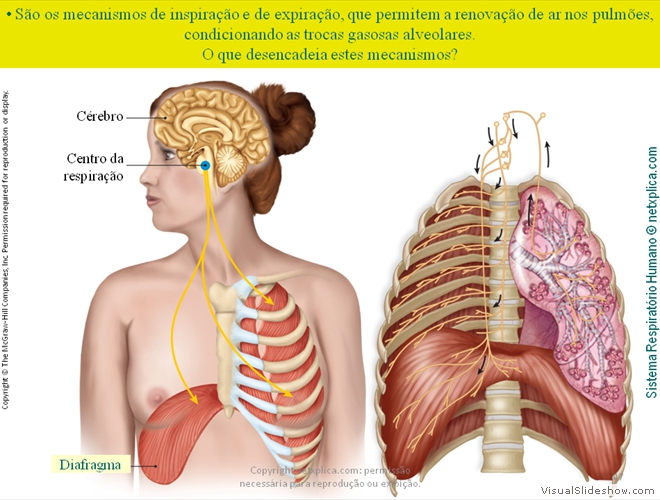 Diapositivo47