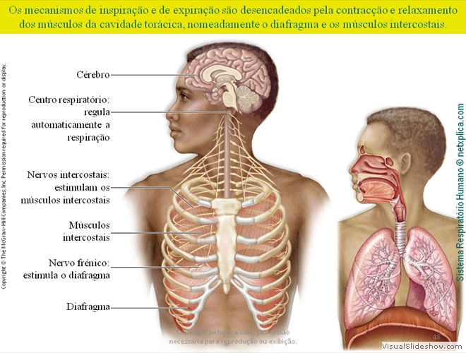 Diapositivo48