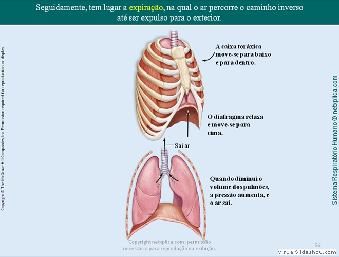 Diapositivo56