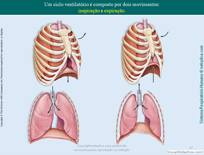 Diapositivo57