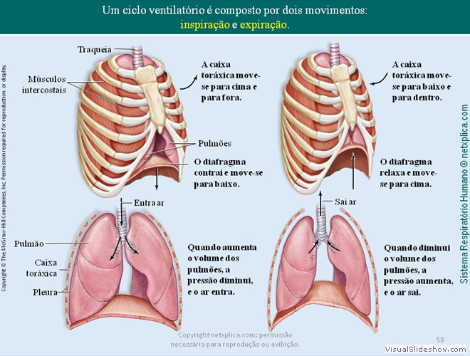 Diapositivo58