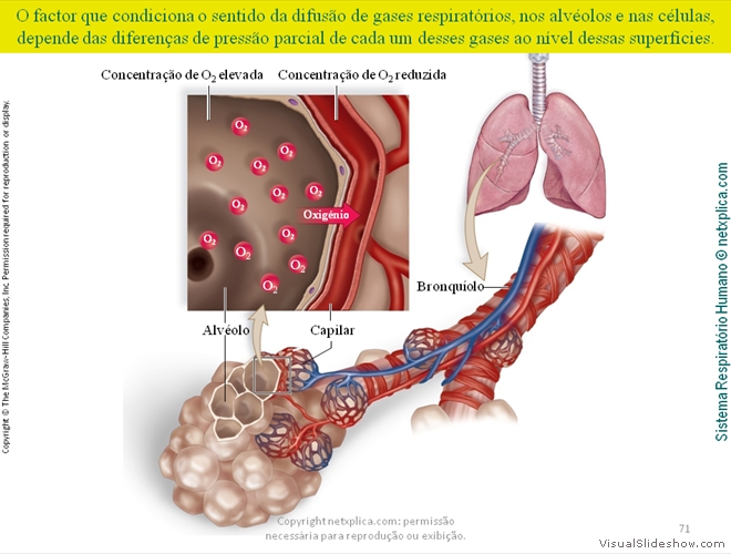 Diapositivo71