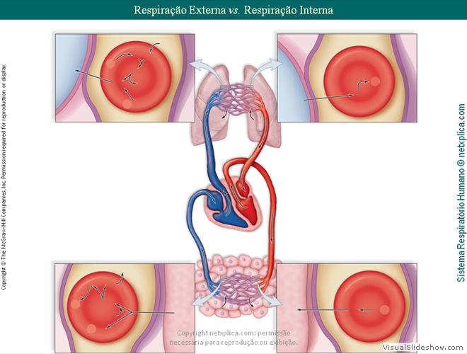 Diapositivo72