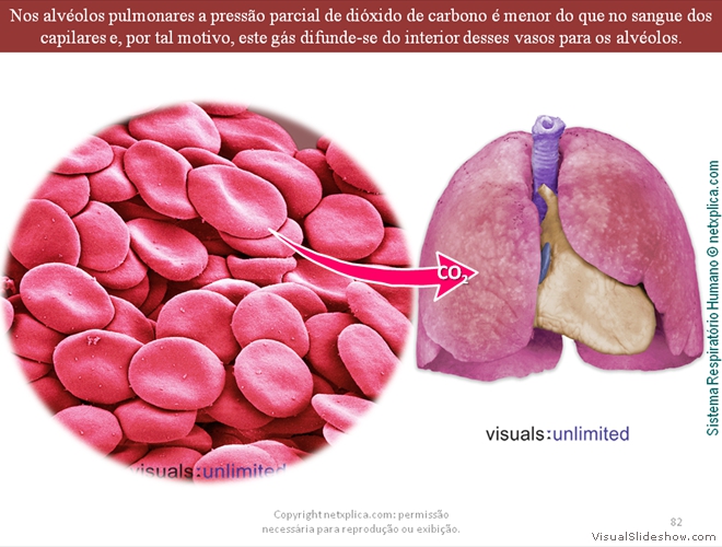 Diapositivo82