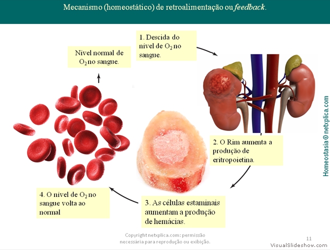 Diapositivo11