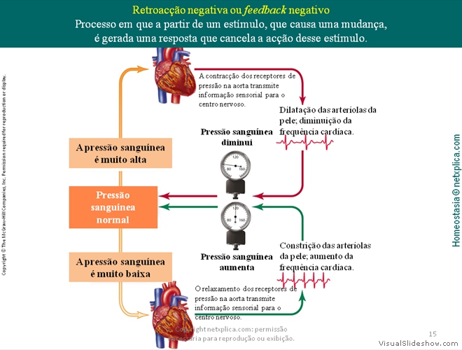 Diapositivo15