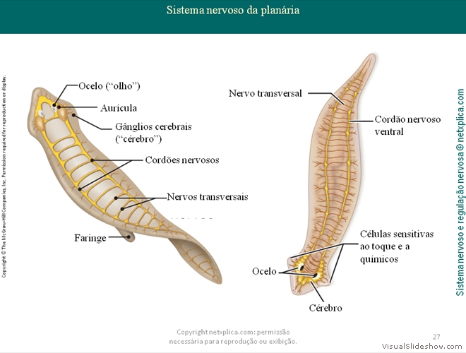 Diapositivo27