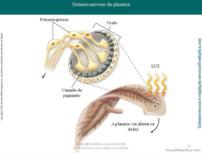 Diapositivo29